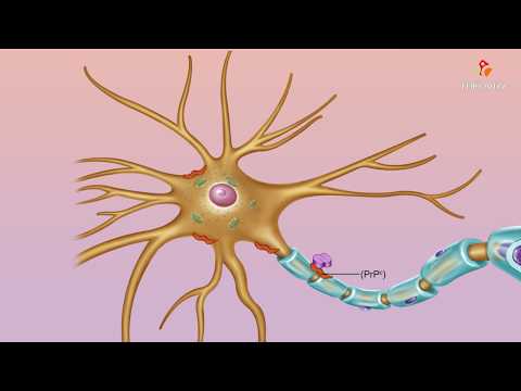 Abnormal (misfolded) prions - Medical microbiology animations