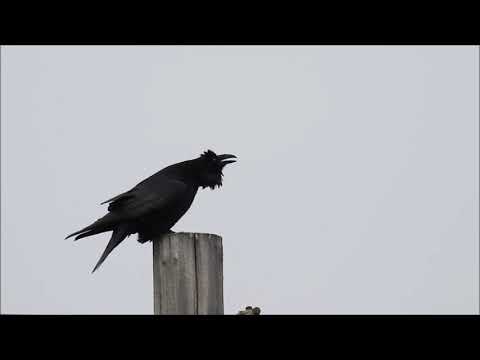 Common Raven