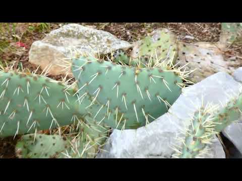 Kaktus Meer Spaziergang Crikvenica Sand Kies Strand Kroatien Frühling im April Sonne Wasser Croatia