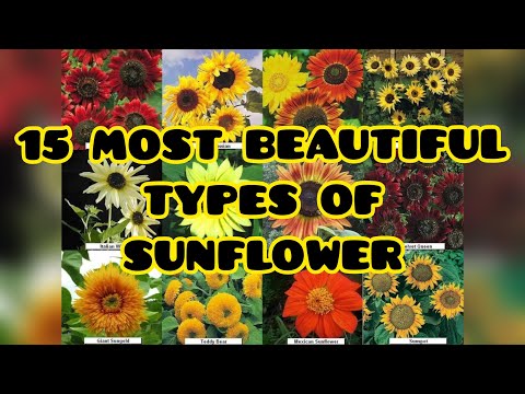 TYPES OF SUNFLOWER /15 most Beautiful types of Sunflower