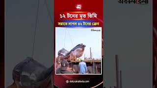 আটলান্টিক উপকূলে ভেসে এলো ১২ টনের মৃ/ত তিমি, সরাতে লাগল ৪২ টনের ক্রেন | Daily Sakalbela