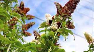 Butterflies & Bees, and some nice music...