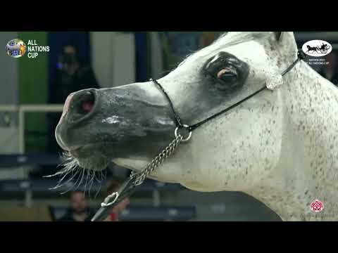 N 160 NADIR DELLO JATO   AACHEN 2022   38° All Nations Cup   Geldings 6+ Years Old Class 13B