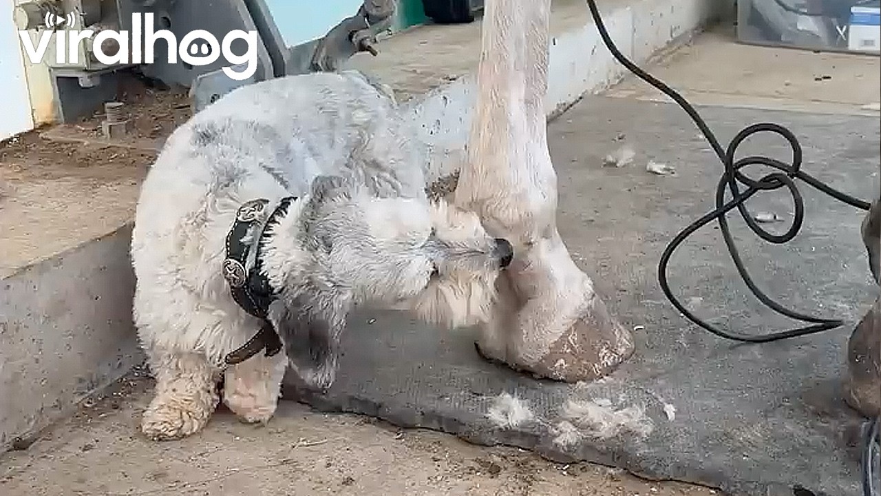 Dog Nibbles on Some Tasty Horse Legs || ViralHog