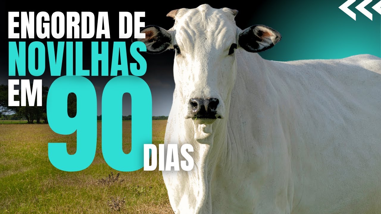 Quantas novilhas da para engordar em 54 hectares em 90 dias #pecuaria