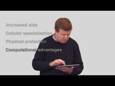 Astrobiology | 02 4 2 The Rise of Multicellularity   Life Through Time   10 03