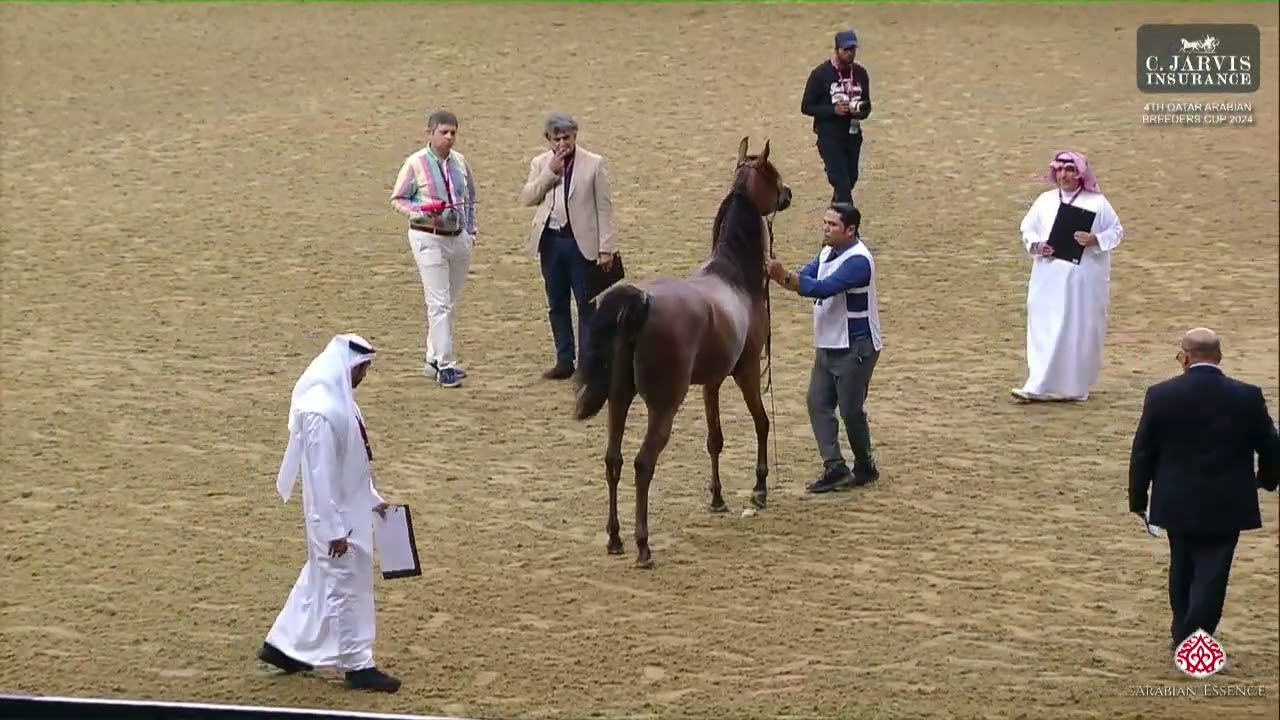 N 52 NAGHAM AL REEH   4th Qatar Arabian Breeders Cup 2024   Yearling Fillies Class 1D