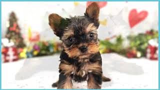 ペットショップCOO&RIKU No00703801(ヨークシャーテリア)