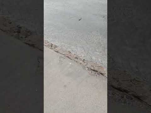 Riachuelos Principales Chañaral #lluvia #Chañaral #atacama
