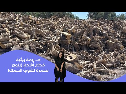 فيديو | جــ.ريمة بيئية... قطع أشجار زيتون معمرة لشوي السمك!