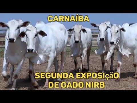 2ª Exposição de gado NIRB em Carnaíba-PE