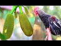 Echor Country Chicken Curry | Green Jackfruit Chicken Recipe | Kathal Chicken cooking by Grandmother