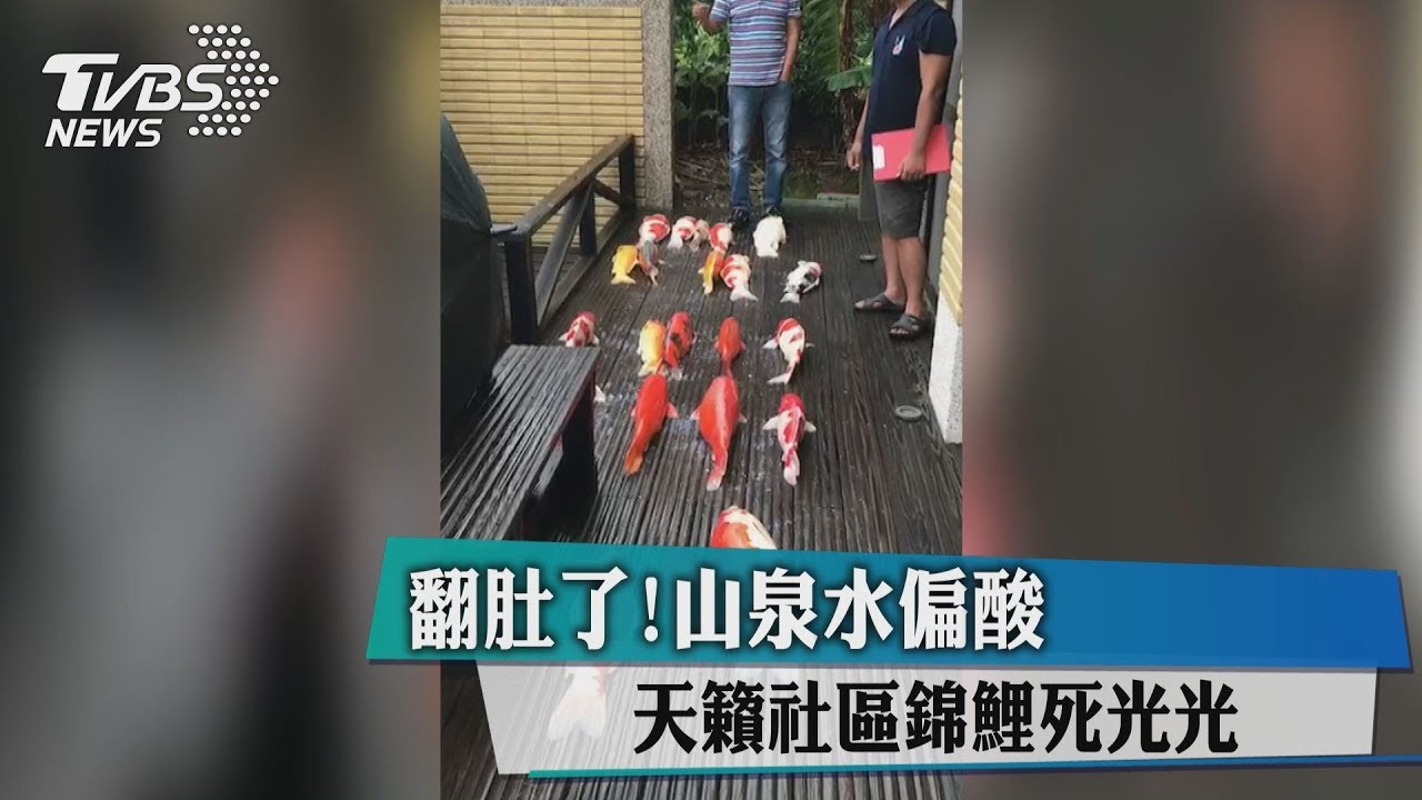 翻肚了!山泉水偏酸 天籟社區錦鯉死光光