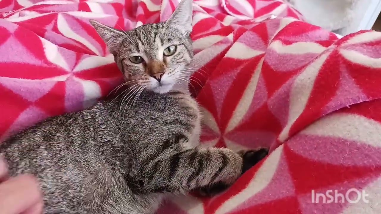 Enlarge Clementine Skye, a Adoptable mixed breed in Mesa, AZ video 5/5