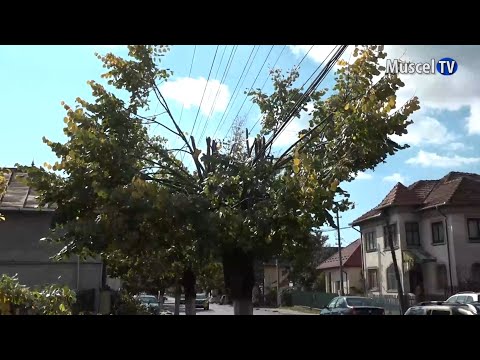 Jurnal MUSCEL TV 20.10.2022 Copaci ciopârțiți pe Bulevardul Ion Mihalache