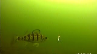 Ice Fishing PERCH - Mille Lacs Lake - EARLY ICE 2019-2020
