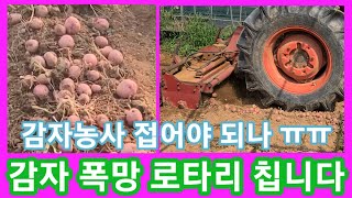 불량감자 판매 마지막 감자를 로타리 칩니다 이게바로 폭~망 