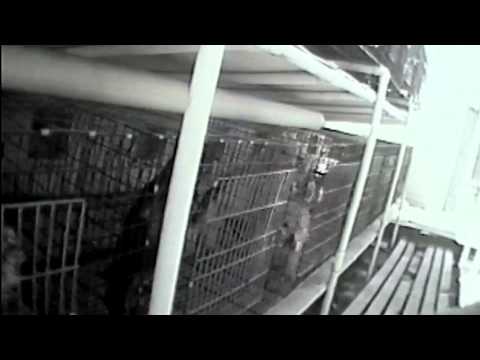 Raveena Tandon Thadani  'Puppy Love'