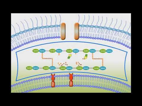 Penicillin Mechanism of Action animation video