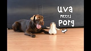 Lab vs Porg from Star Wars
