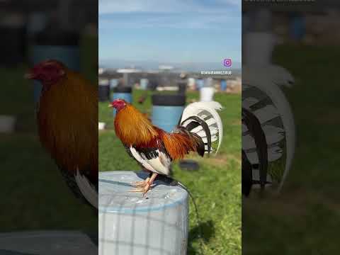 SpringGrove Roberto Ramírez 🐔Boston