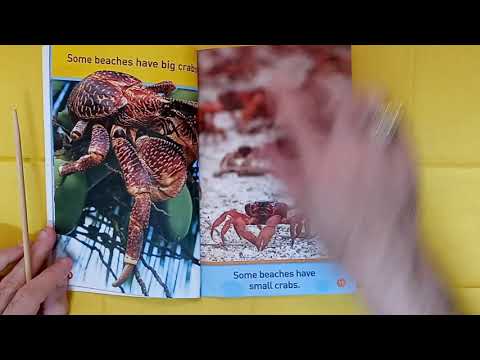 At the Beach - National Geographic Kids
