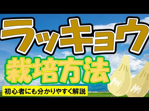エシャロットを植える：どうやって植えるの？どの品種を選ぶべきですか？  庭園