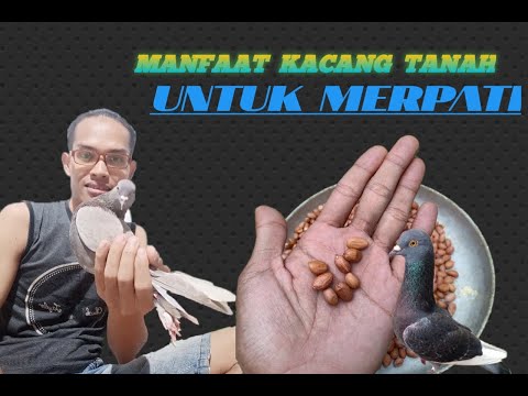 BENEFITS AND HOW TO GIVE PEANUTS TO PIGEONS