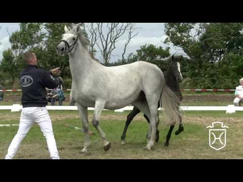 NF312 Stutfohlen von Casall - Cento - Carthargo