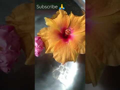 Beautiful flawars 🌺Beautiful music🎶#shorts 💖#Dhanshri Bhosale 💐