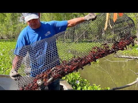 Crawfishing In The Atchafalaya Basin W/ Kip Barras (Catch*Cook) Crawfish Boil For 500 People.