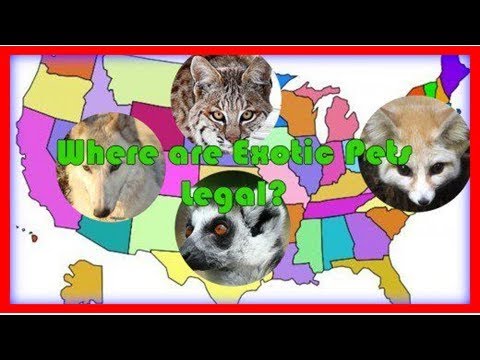 Which exotic pets are legal in the united states?