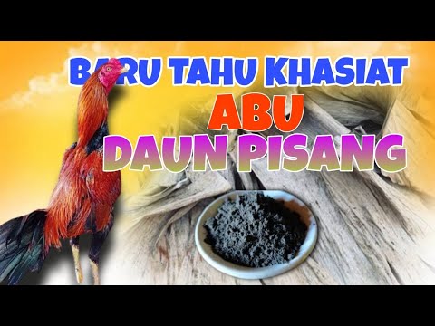 It turns out that banana leaf ash has benefits