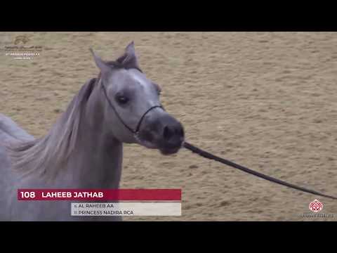 N 108 LAHEEB JATHAB   10th Qatar International Arabian Peninsula Horse Show 2020   2 Years Old Colts