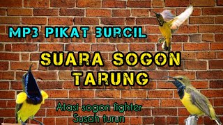 Download lagu mp3 pikat sogon tarung,||pikat sogon yang susah turun, dan fighter. suara jernih & keras. mp3