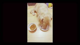 【朝ワンコ】ごはんタイム♪ #ミニチュアダックス