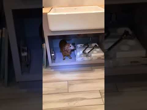 Flaca and the mousey