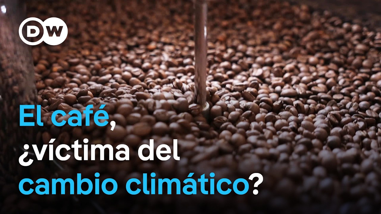 El cambio climático amenaza a los cafeteros | DW Documental