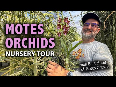 Motes Orchids Nursery Tour | Home of the BLACK VANDA & Rare Vanda Species/Hybrids + NEW Orchid Lab!