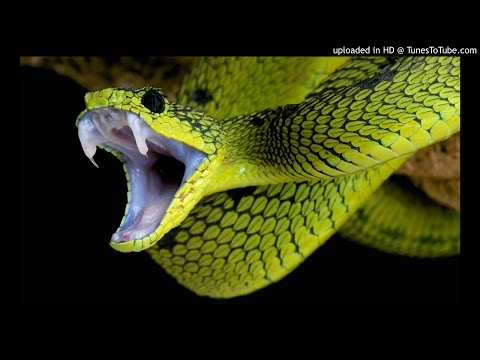 Ratchet D-Snake (Prod. Wild Yella)