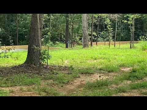 Video a87KgdIeqHU&t=11s