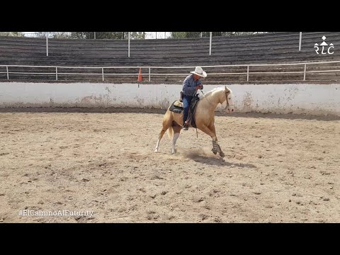 EL CAMINO AL FUTURITY: Capítulo 15 (Parte 3 de 3)