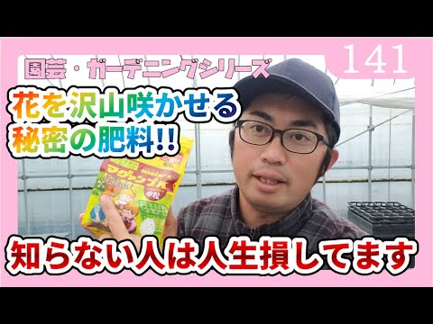 クリビアを再び咲かせるために水やりをするための肥料は何ですか ライトポットガーデン