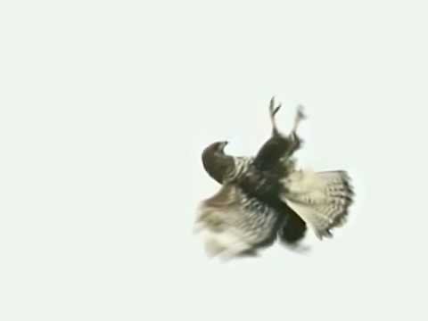 Bird strike - do a barrel roll!