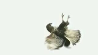 Bird strike - do a barrel roll!