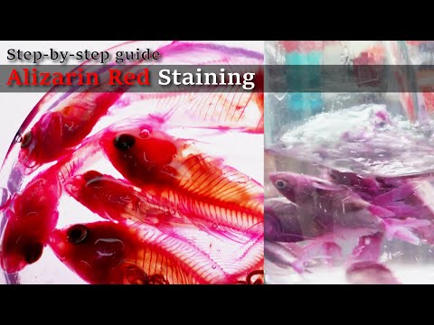 02R Soaking: Alizarin Red Staining, Step-by-step guide; 2023 1130 02 RedB