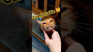 2026/4/23_54 貪吃 SV #cute #cat #貓咪日常 #橘貓日常 #橘ひなの #橘猫