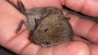 Botfly in upper Michigan?! 🤯🫣🤮🤕