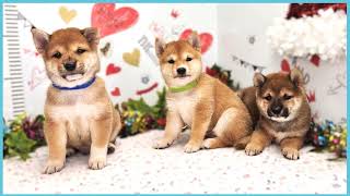 ペットショップCOO&RIKU No00703794(豆柴)