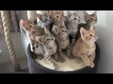 🐱🐱🐱🐱🐱😂